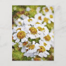 Recherche de marguerites blanches cartes postales Été