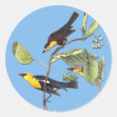 Recherche de oiseau jaune Observation des oiseaux