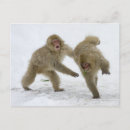Recherche de cube cartes postales Animal