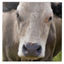 Recherche de bovin carreaux Animaux de ferme