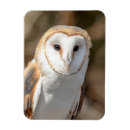 Recherche de rapaces magnets Nature