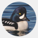 Recherche de profil autocollants Bleu