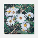Recherche de marguerites magnets Fleurs blanches
