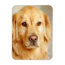 Recherche de goldene retriever magnete Récupérateur doré
