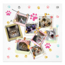 Recherche de chat domestique posters Mignon