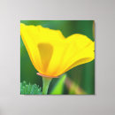 Recherche de pavot impressions sur toile Nature