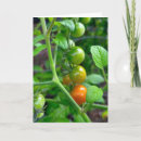 Recherche de tomate cerise vœux cartes Fruit