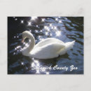 Recherche de cygnes cartes postales Photographie
