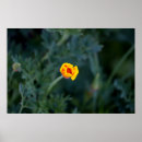 Recherche de pavots posters Floral