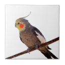 Recherche de jaune et gris carreaux Animal