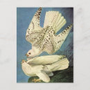 Recherche de john james audubon cartes postales Nature