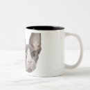 Recherche de chat sphynx tasses Félin