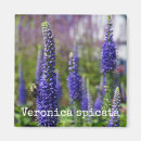 Recherche de bourdons magnets Botanique