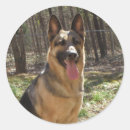 Recherche de bergers allemands autocollants Animal