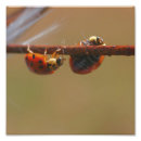 Recherche de coccinelle mignonne posters Animal