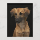 Recherche de chien noir cartes postales Nature