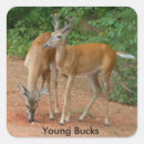 Recherche de whitetail autocollants Bannir