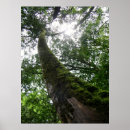 Recherche de arbre de cyprès posters Forêt