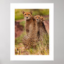 Recherche de cheetah posters Décoration