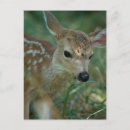 Recherche de focale cartes postales Faune