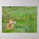 Recherche de lion de bébé posters Sauvage