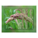 Recherche de mauvaise herbe art Mauvaises herbes
