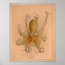 Recherche de mollusque posters Poulpe
