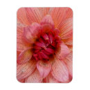 Recherche de pétales magnets Rose