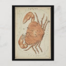 Recherche de zodiaque antique cartes postales Constellation