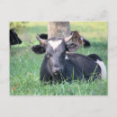 Recherche de vache Mignon