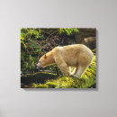 Recherche de ours blanc toiles Cathy