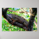 Recherche de lézard posters Voyage