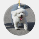 Recherche de frise de bichon ornements Vacances