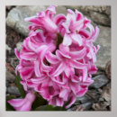 Recherche de jacinthes art Nature