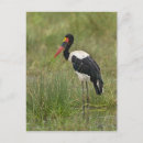 Recherche de mâles cartes postales Animal