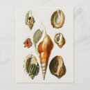Recherche de mollusque marin posters Mollusques