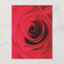 Recherche de bourgeons roses cartes postales Romantique