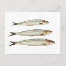 Recherche de sardines cartes postales Fruits de mer