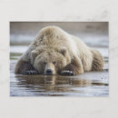 Recherche de parc national katmai cartes postales Usa
