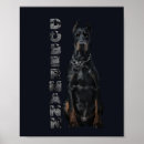 Recherche de dobermann posters Dobie