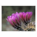 Recherche de fleur désertique posters Feuillage