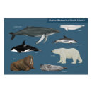 Recherche de mammifères marins posters Faune