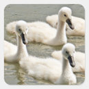 Recherche de cygne blanc autocollants Lac
