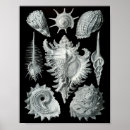 Recherche de mollusque marin posters Mollusques