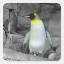 Recherche de empereur photographie Photographie de la nature