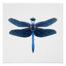 Recherche de insecte posters Libellule