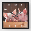 Recherche de porcelets horloges Rose