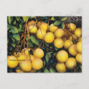 Recherche de pamplemousse cartes postales Fruit
