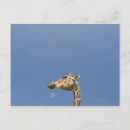 Recherche de tête de girafe cartes postales Animal