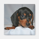 Recherche de wein magnete Animaux familiers